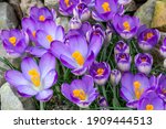 Crocus tommasiianus 'Pictus' a springtime flowering plant which has a purple flower during the spring season, stock photo image