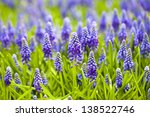 Grape Hyacinth In Spring Season