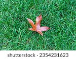 Small photo of Miff off brown maple leaf on green grass background