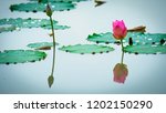 Small photo of Peaceable concept. Beautiful lotus flower is complimented by the deep blue water surface.