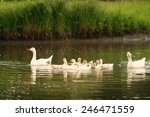 Domestic Ducks Swimming In The...