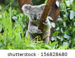 Koala Bear In The Zoo