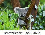 Koala bear in the zoo
