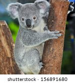 Koala Bear In Forest Zoo