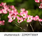 Beautiful pink dogwood blooms...
