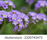 Small photo of Pale purple Clasping heliotrope bloom