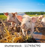 Two piglets standing on a field ...