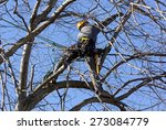 Tree Climber Pruning Branches