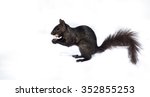 Black Squirrel With A Peanut...