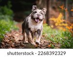 English bulldog running and playing in the woods