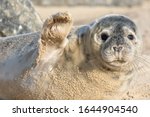 High five. Cute seal waving. Funny animal meme image. Saying hi or bye this beautiful baby seal is from the Horsey wild seal colony Norfolk UK. Saying goodbye, sorry to see you go.