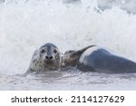 Small photo of Worried animal. Seal holding on to friend in the sea water. Funny animal meme image of a concerned looking seal pup trying to rouse his partner. Wide eyed expression of anxiety. Nature and wildlife.