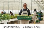 Small photo of Portrait of organic food grower showing crate with fresh lettuce production ready for delivery to local stores. Smiling african american vegetables farmer holding fresh salad grown in greenhouse.
