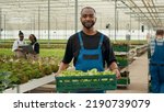 Small photo of Portrait of african american man holding crate with fresh lettuce production ready for delivery to local business. Organic food grower farmer holding batch of bio vegetables grown in greenhouse.