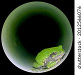 Green Garden Toad In A Circular ...