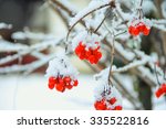 Red Berries Of Snowball Tree On ...
