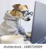 Small photo of Adorable dog staring computer screen. concentrated focused attentive scrupulous nerd work. Shocked confused by information. Freelancer work from home during quarantine Social distancing busy. square