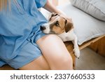 Adorable little dog Jack Russell terrier put the head on the lap of the owner girl in blue shorts. looks with devotion and expectation into the eyes. Trust and hope lovely relationship