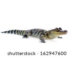 Young American Alligator On...