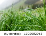 Grass with dew on the blurred background of the mountains