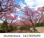 Spring Cherry Blossom Season At ...