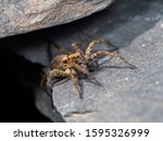 A Small Wolf Spider On Slate...