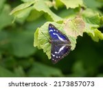 Purple Emperor Butterfly...