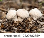 Common Puffball In Leaf Litter...