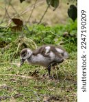Egyptian Goose Gosling In Grass