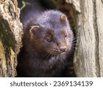 Small photo of Close-up of a Mink's Head