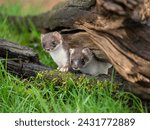 Small photo of Close-up of Two Stoats. One in Partial Ermine