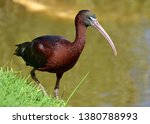 Exotic Bird. Glossy Ibis On A...