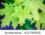 Maple Leaves On The Outside...