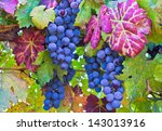 Grapes And Colorful Autumn...