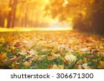fallen autumn leaves on grass in sunny morning light, toned photo
