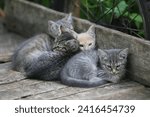 Small photo of kittens, family of cats, cat, mom cat, friends, sleep of honeycombs, kittens sleep, sleep, dreams of cats, hugged, sleep in arms, friendship, zoo, protection, eye, mustache, cats, cats, paws, cl