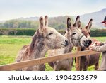 Family of donkeys outdoors on...