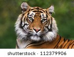 Tiger  Portrait Of A Bengal...