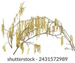 Small photo of Male catkins on common hazel branches isolated on white background. Hazel plant blossom in early spring.