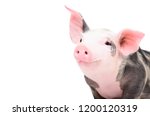 Portrait Of A Cute Cheerful Pig ...