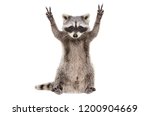 Funny raccoon, showing a sign peace, isolated on white background