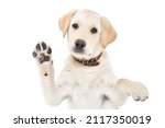 Portrait of a cute labrador puppy waving his paw isolated on white background