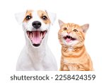 Small photo of Portrait of cheerful dog jack russell terrier and meowing kitten scottish straight isolated on white background