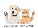 Small photo of Portrait of an adorable Labrador puppy and Scottish Straight kitten waving their paws isolated on a white background