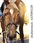 Small photo of Head shot of a beautiful brown horse wearing bridle in the pinfold