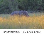 African Elephant In Long Grass