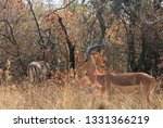 Impala Buck In The Bush