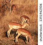 A Group Of Impalas In Dry Grass