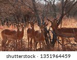 Group Of Young Impala Rams And...