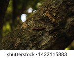 Centipede On A Tree Trunk